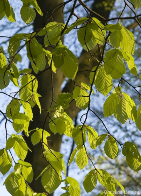 Spring curtain