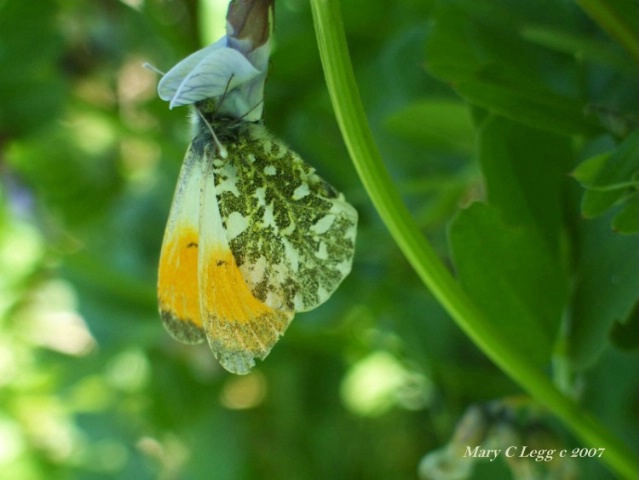 orange tip