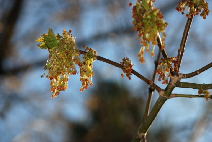 Fill flash - new leaves