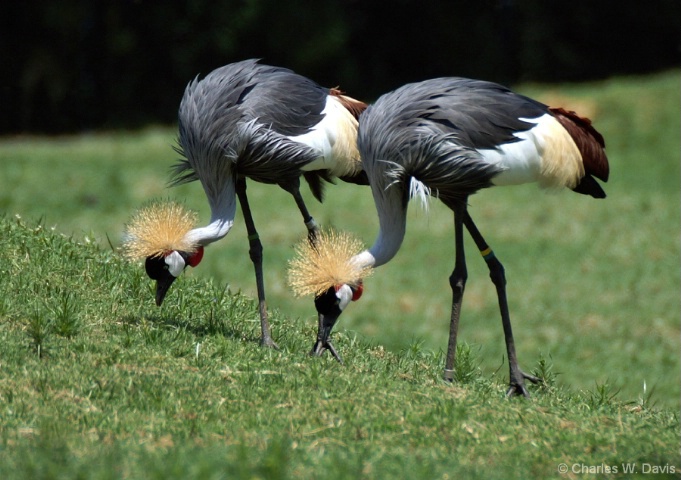 East African Crowned Cranes