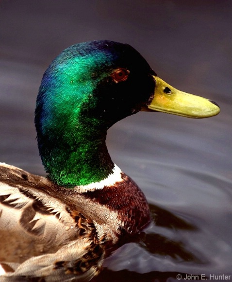 Duck Head - ID: 3804622 © John E. Hunter