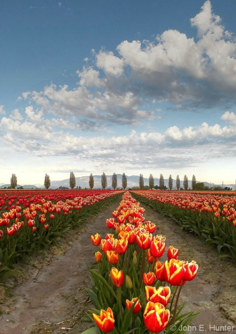 Skagit Valley Tulips - ID: 3804652 © John E. Hunter
