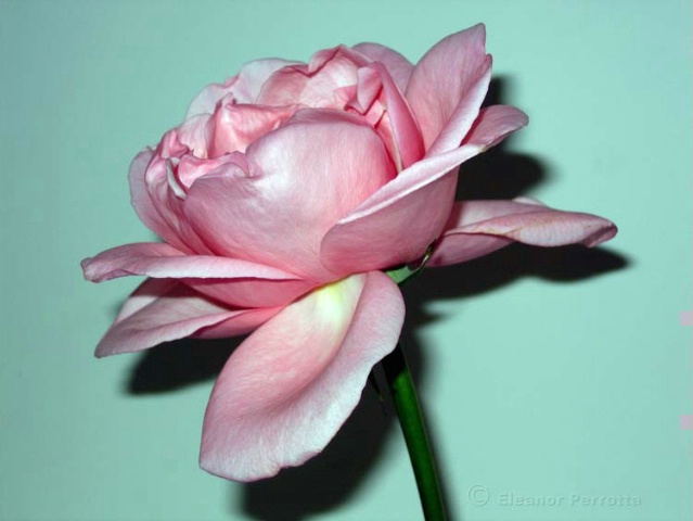 Pearly Pink Rose