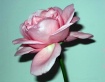 Pearly Pink Rose