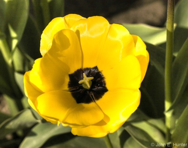 Yellow Tulip - ID: 3805767 © John E. Hunter