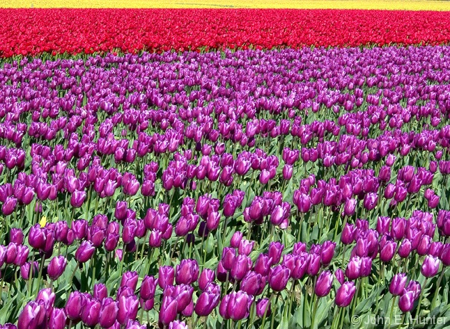 Tulip Rows - Skagit Valley - ID: 3805769 © John E. Hunter