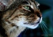 Intense Gaze