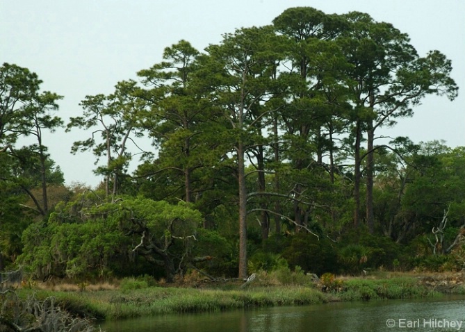 Tall island pines - ID: 3806388 © Earl Hilchey