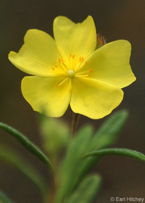 Yellow island wild flower - ID: 3806389 © Earl Hilchey