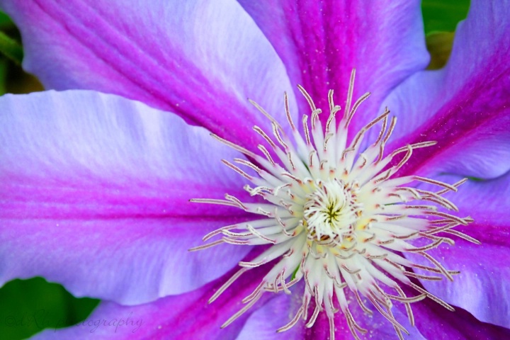 another clematis