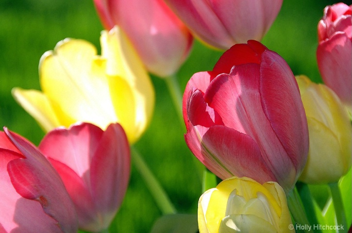 LATE DAY TULIPS