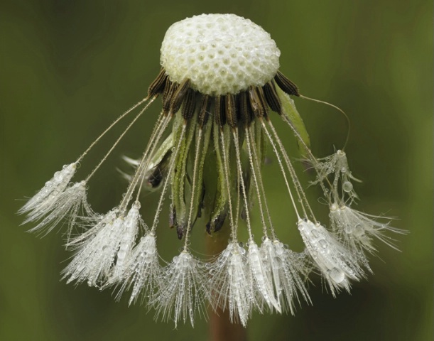 Dandelion Dew