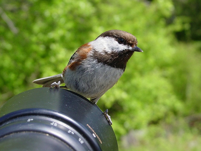 Bird Photography