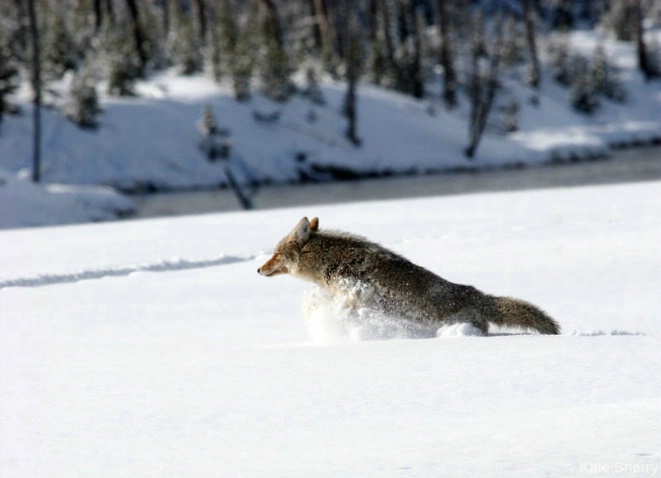 Coyote leaping to safety