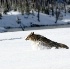 © Katherine Sherry PhotoID# 3810988: Coyote leaping to safety