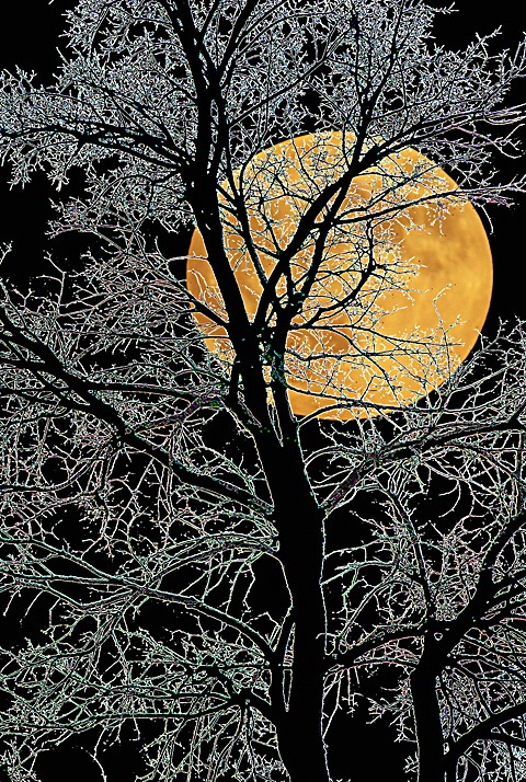 Full Moon - ID: 3811002 © Sherry Karr Adkins