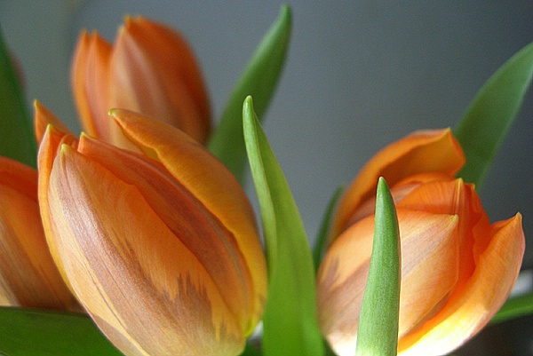 Tulips 3 