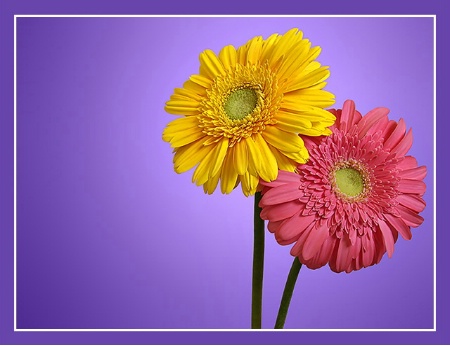 Two Flowers..