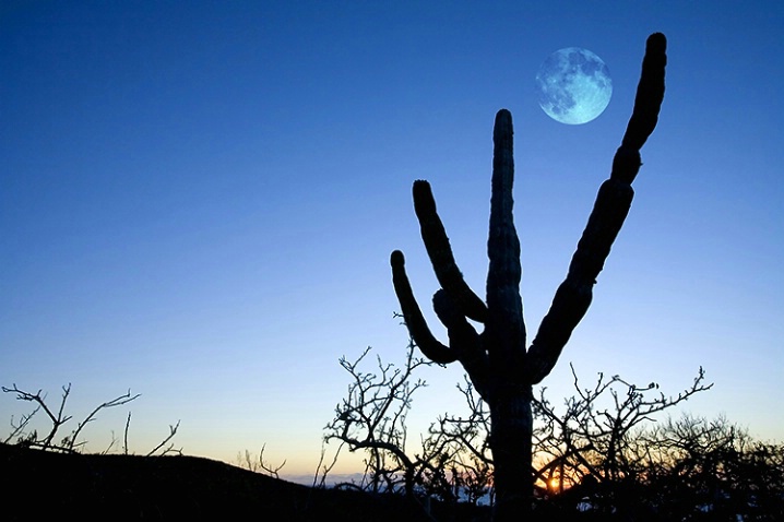 Moon Rise in the Desert