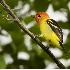 2Western Tanager - ID: 3816894 © John Tubbs