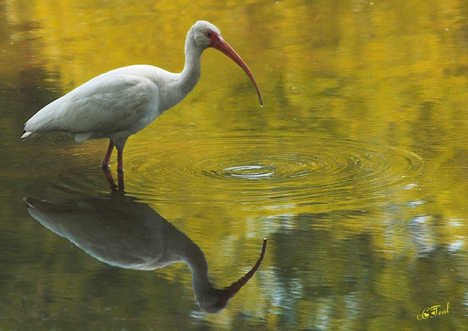 Reflections On A Golden Pond 