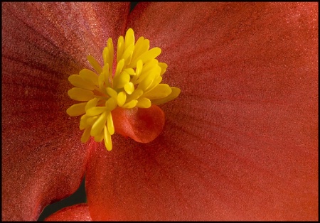 Begonia Macro