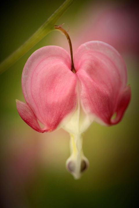 One Bleeding Heart!