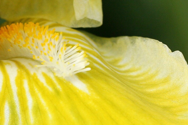 Yellow Iris - ID: 3821762 © Janine Russell