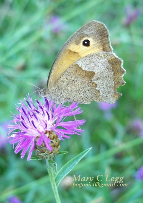 dusky meadow brown