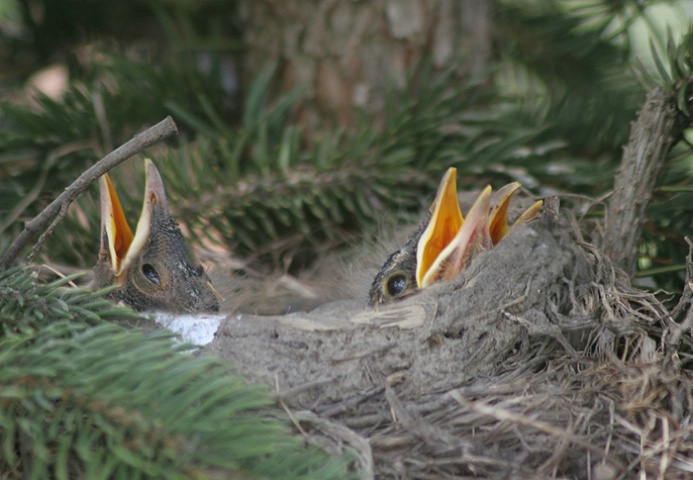 Three Mouths to Feed