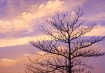 Last evening...