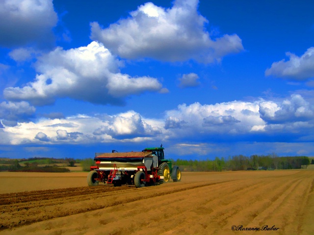 Planting In The County