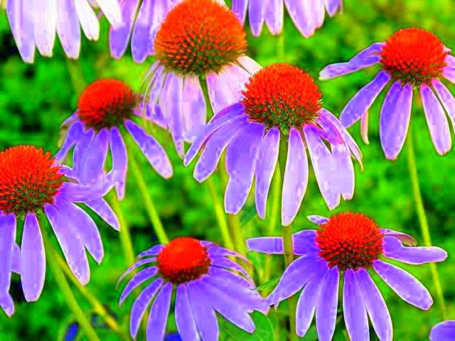 Cone Flowers