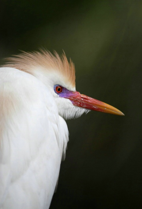 cattle egret portrait