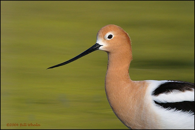 Avocet Portrait