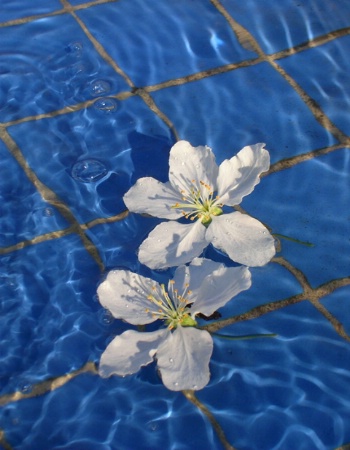 Flowering Fountain