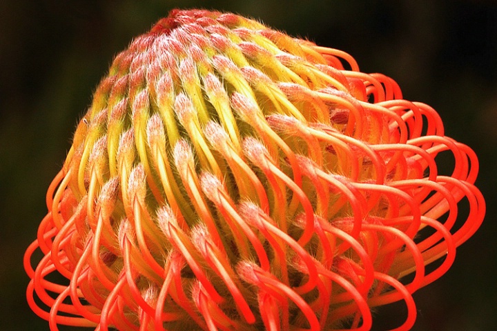 Protea bud