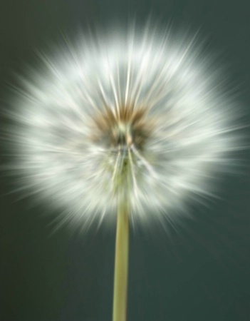 dandelion blur