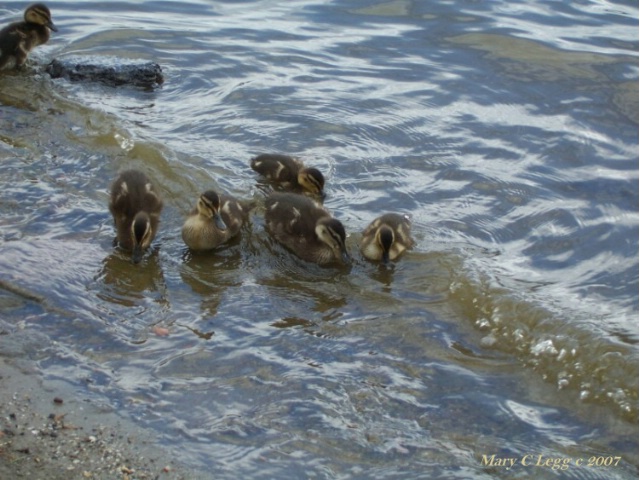 swimming class