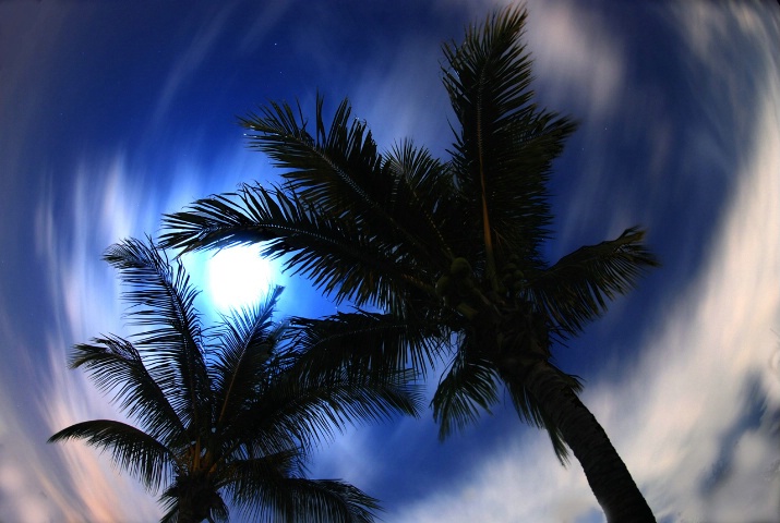 Moon Palms