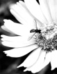 Bugged