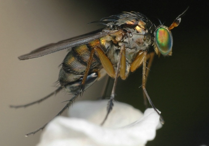 goldenfly