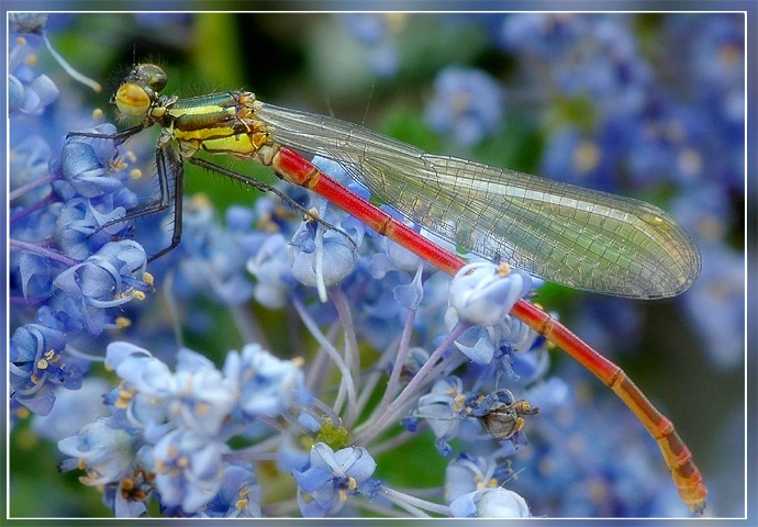another damselfly 