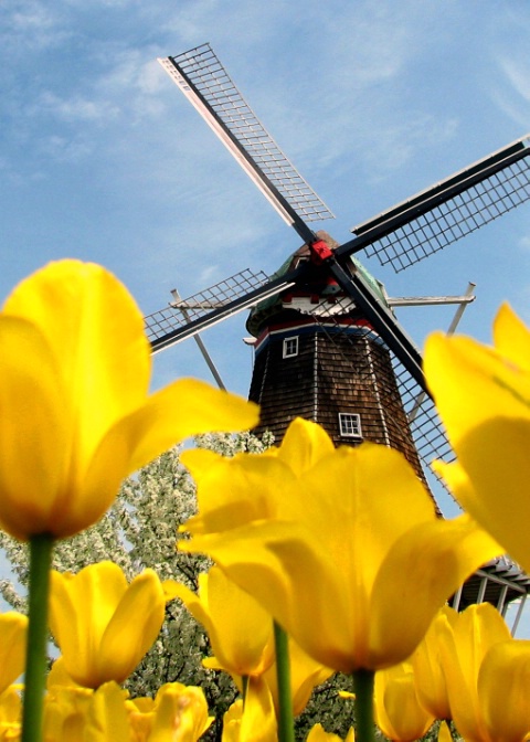 Windmill among the Tulips