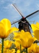 Windmill among th...