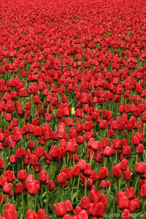 Yellow lost in Red Tulips - ID: 3833818 © John E. Hunter