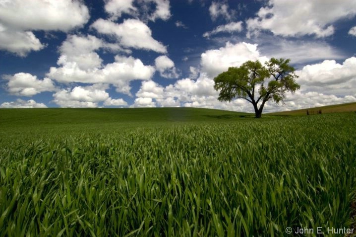 My Favorite Tree - Palouse, Washington - ID: 3833871 © John E. Hunter