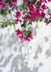 Shadows on the wa...