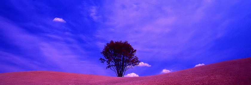 "Tree With Clouds 1"