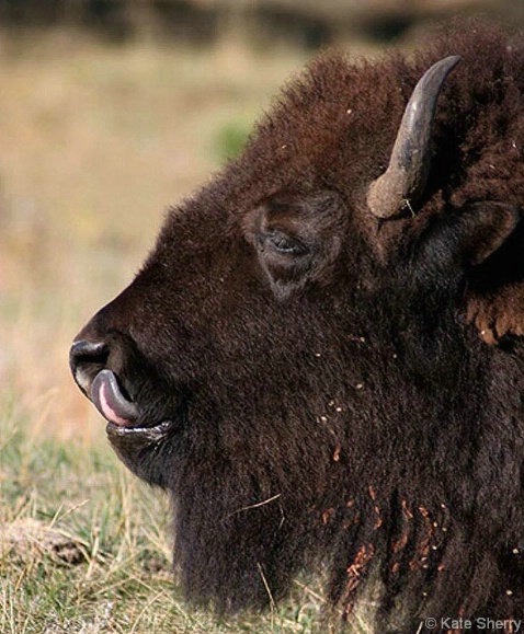 bison_tongue - ID: 3837055 © Katherine Sherry